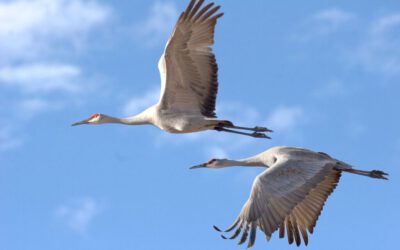 Warum schreien Kraniche im Flug?