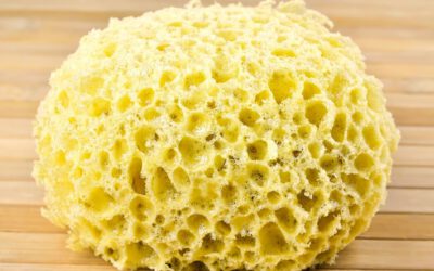 Die Muskeln, die die Stimme machen